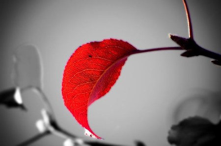 1806837171_067104a38a